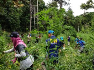 BNN Aceh Musnahkan Tiga Hektar Ladang Ganja