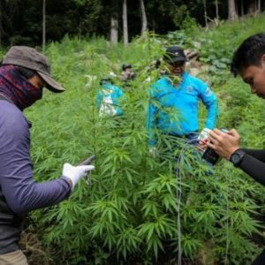 BNN Temukan Tiga Titik Ladang Ganja di Kawasan Hutan Lindung Aceh