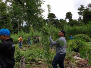BNN Aceh Musnahkan Tiga Hektar Ladang Ganja