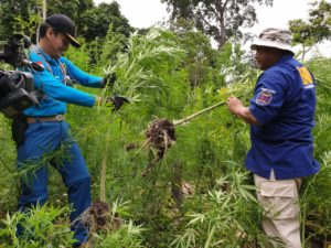 BNN Aceh Musnahkan Tiga Hektar Ladang Ganja BNN Aceh Musnahkan Tiga Hektar Ladang Ganja