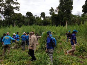 BNN Aceh Musnahkan Tiga Hektar Ladang Ganja