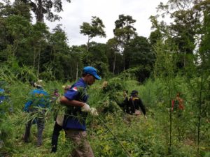 BNN Aceh Musnahkan Tiga Hektar Ladang Ganja