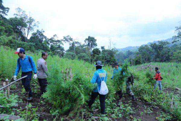 BNN Berhasil Temukan 10 Hektar Bekas Ladang Ganja, 1 Hektar Diantaranya Masih Produktif