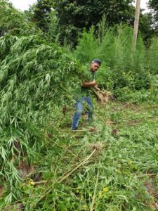 BNN Aceh Musnahkan Tiga Hektar Ladang Ganja