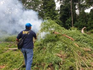 BNN Aceh Musnahkan Tiga Hektar Ladang Ganja