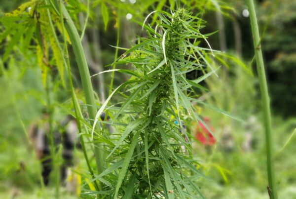 Ganja itu Haram