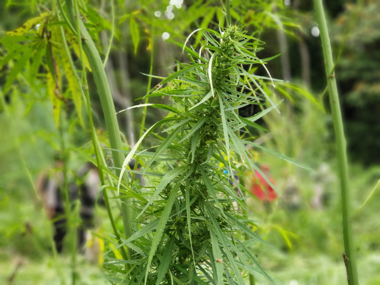 Ganja itu Haram Ganja itu Haram